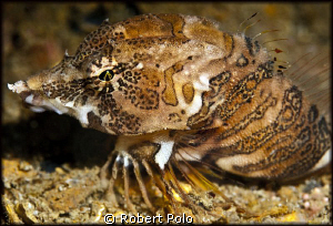 Grunt sculpin. D200, 105mm by Robert Polo 